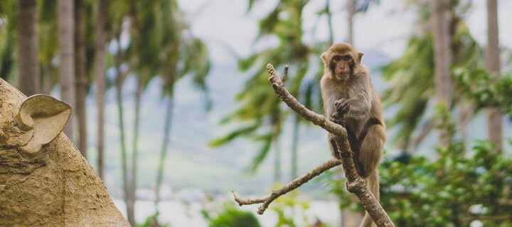 Monkey Island near Nha Trang city – phototour